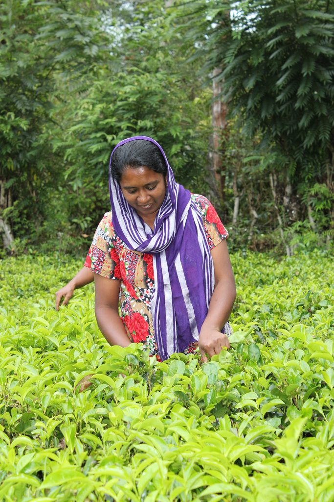 Pienviljelijät kasvattavat ja keräävät kaikki English Tea Shopin raaka-aineet